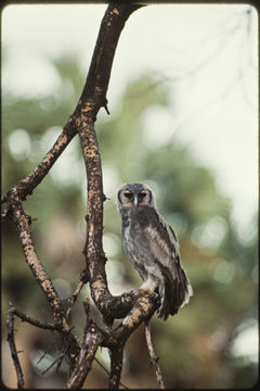 Image of Giant Eagle Owl