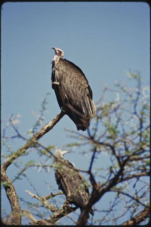 Image of Hooded Vulture