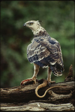 Polemaetus bellicosus (Daudin 1800) resmi