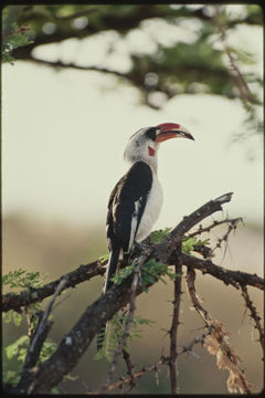 Image of Von der Decken's Hornbill