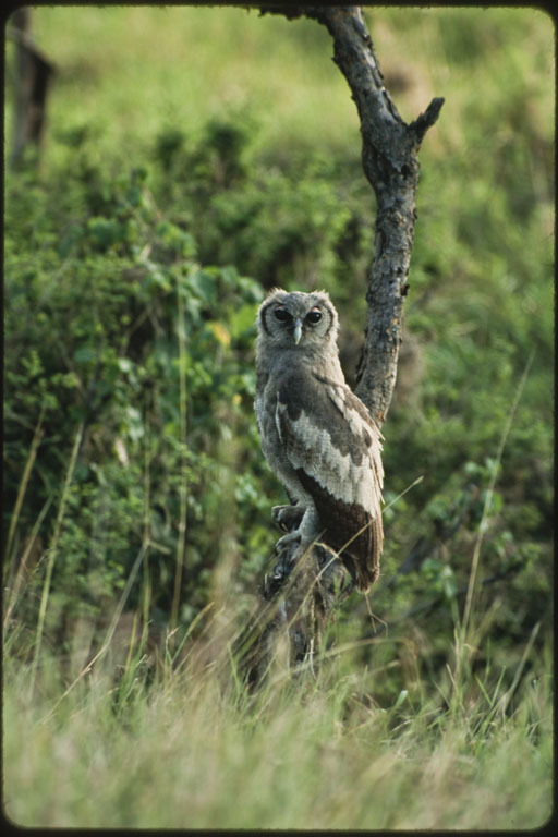 Image of Giant Eagle Owl