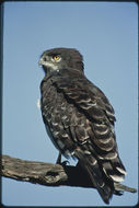 Image of Black-chested Snake Eagle