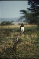 Image of Black-chested Snake Eagle