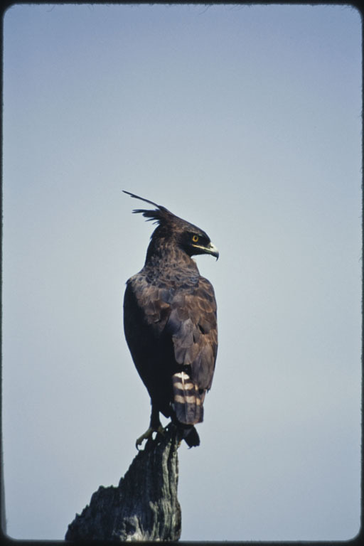 Image of Long-crested Eagle