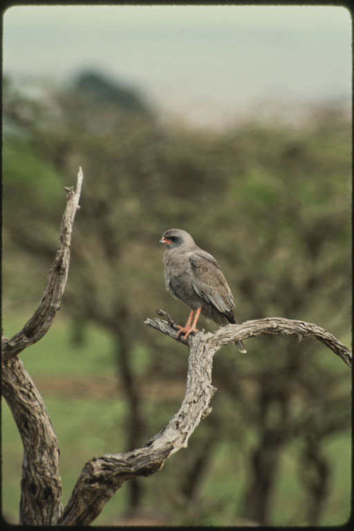 Image of Dark Chanting Goshawk