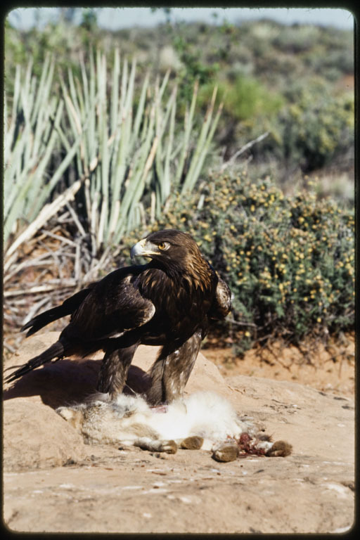 Image of Golden eagle