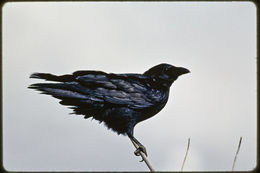 Image of Northern Raven