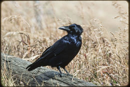 Image of Northern Raven