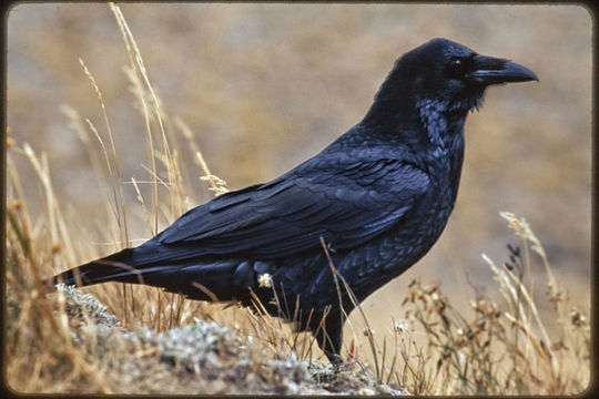 Image of Northern Raven