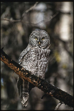 Image of Great Gray Owl