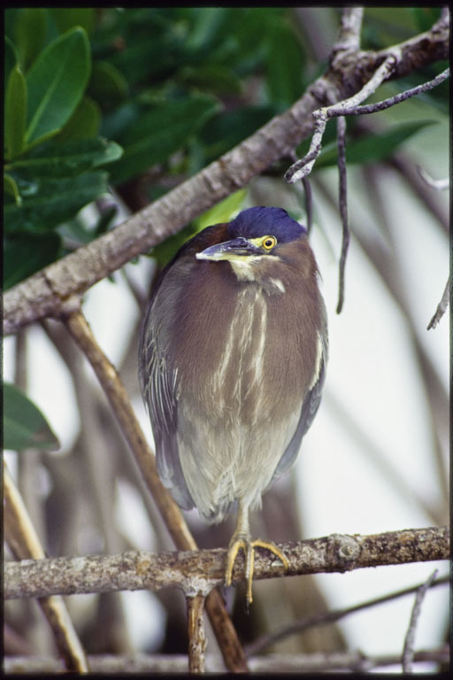 Butorides virescens (Linnaeus 1758) resmi