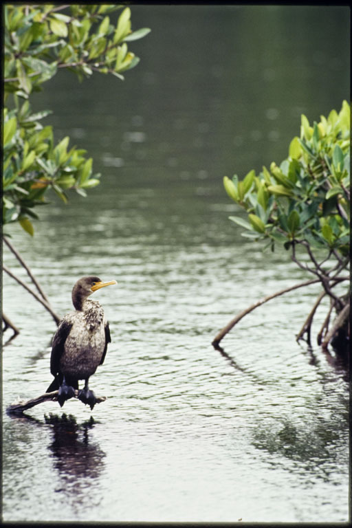 Imagem de Phalacrocorax auritus (Lesson & R 1831)