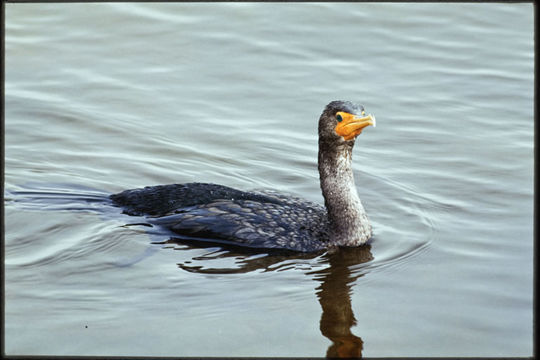 Imagem de Phalacrocorax auritus (Lesson & R 1831)