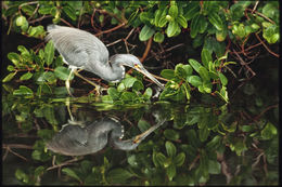 Image of Tricolored Heron