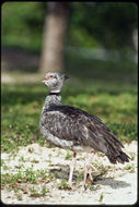 Image of Southern Screamer