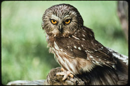 Image of Northern Saw-whet Owl