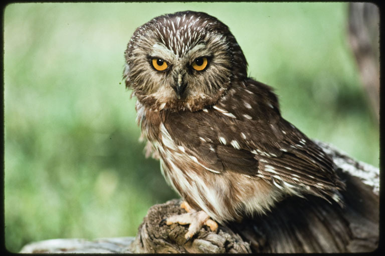 Image of Northern Saw-whet Owl