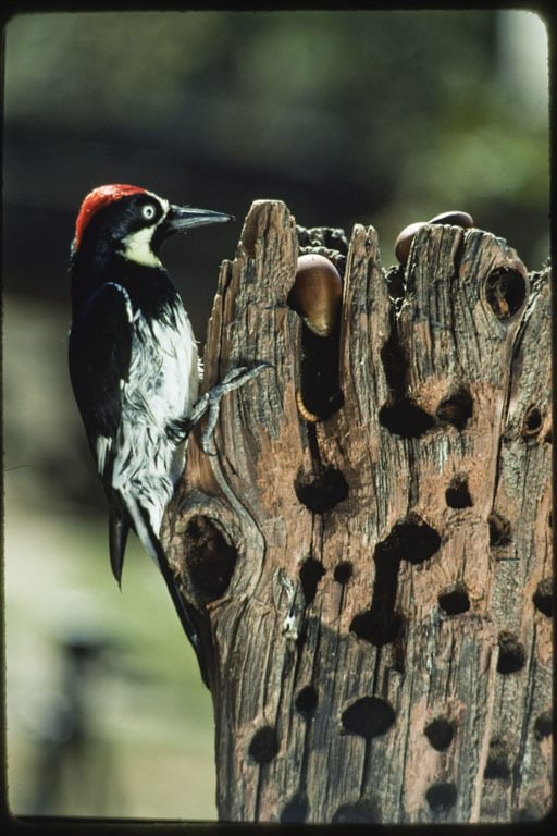 Image of Acorn Woodpecker