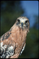 Image of Red-shouldered Hawk