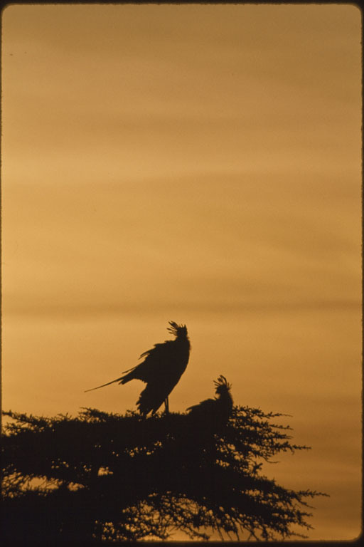 Image of Secretarybird