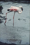 Image of Lesser Flamingo