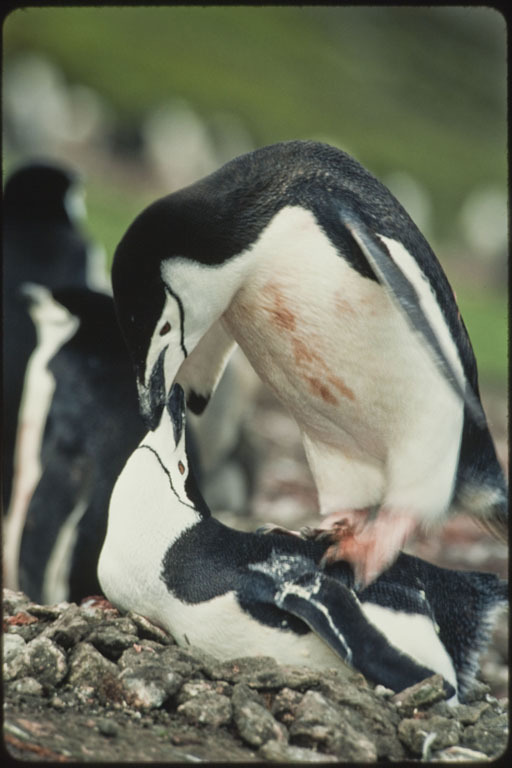 Plancia ëd Pygoscelis antarcticus (Forster & JR 1781)