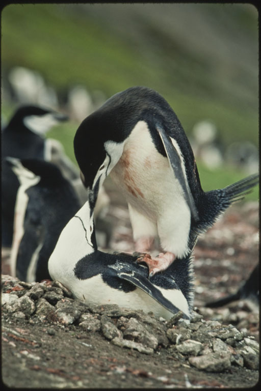 Plancia ëd Pygoscelis antarcticus (Forster & JR 1781)