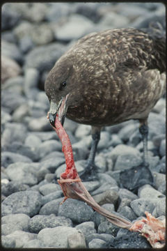 Image of Brown Skua