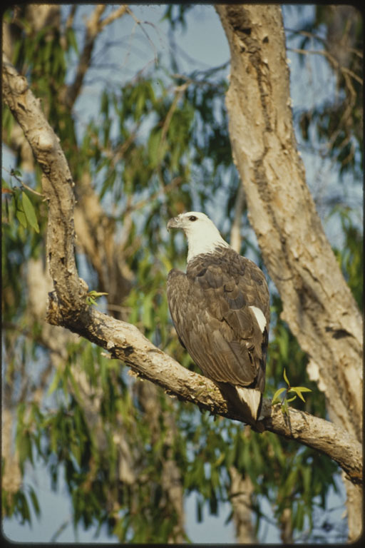 Image of White-bellied Sea Eagle