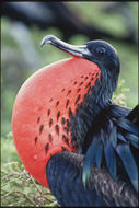 Image of Great Frigatebird