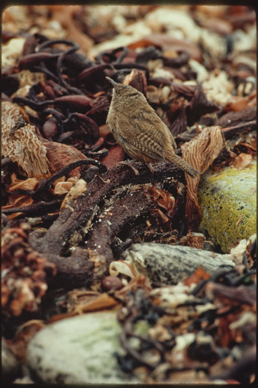 Troglodytes cobbi Chubb & C 1909 resmi