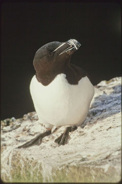 Image of Razorbill