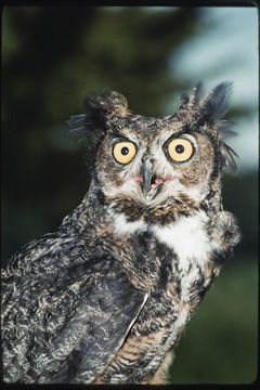 Image of Great Horned Owl