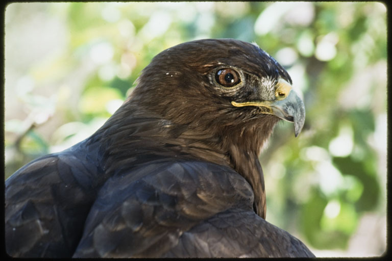 Image of Red-tailed Hawk