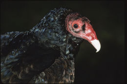 Image of Turkey Vulture