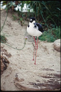 Image of Black-necked Stilt