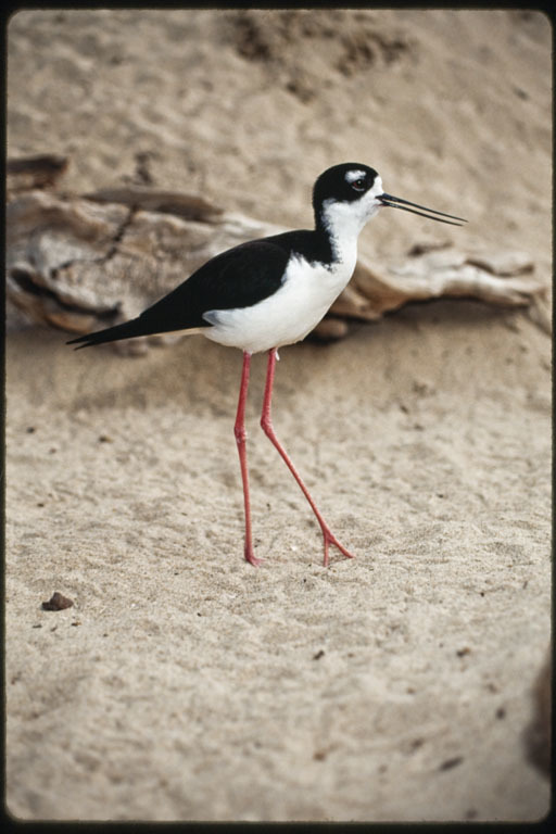 Image of Black-necked Stilt