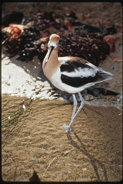 Image of American Avocet