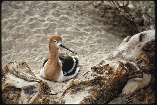 Image of American Avocet