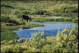 Image of North American Elk