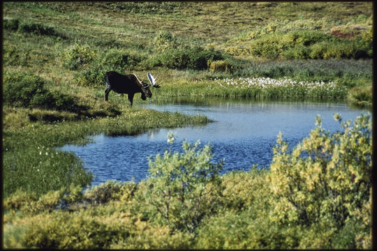 Image of North American Elk