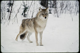 Image of American jackal