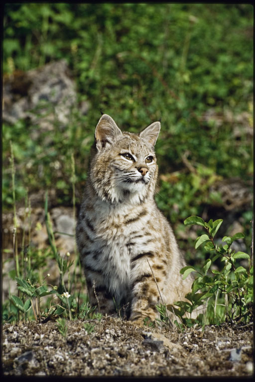 Слика од Lynx rufus (Schreber 1777)