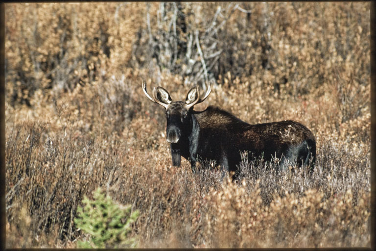 Image of North American Elk