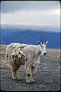 Image of Mountain Goat