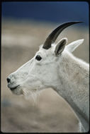 Image of Mountain Goat