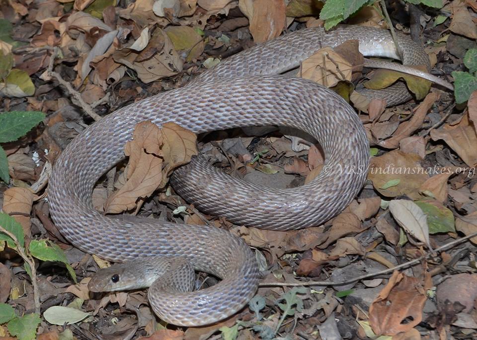 Image of Banded Racer