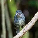 Image of North Island Robin