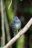 Image of North Island Robin