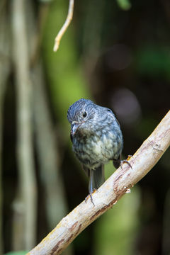 Image of North Island Robin